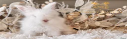 Angora rabbits for sale: BEAUTIFUL LITTER OF ANGORAS - Advert 1
