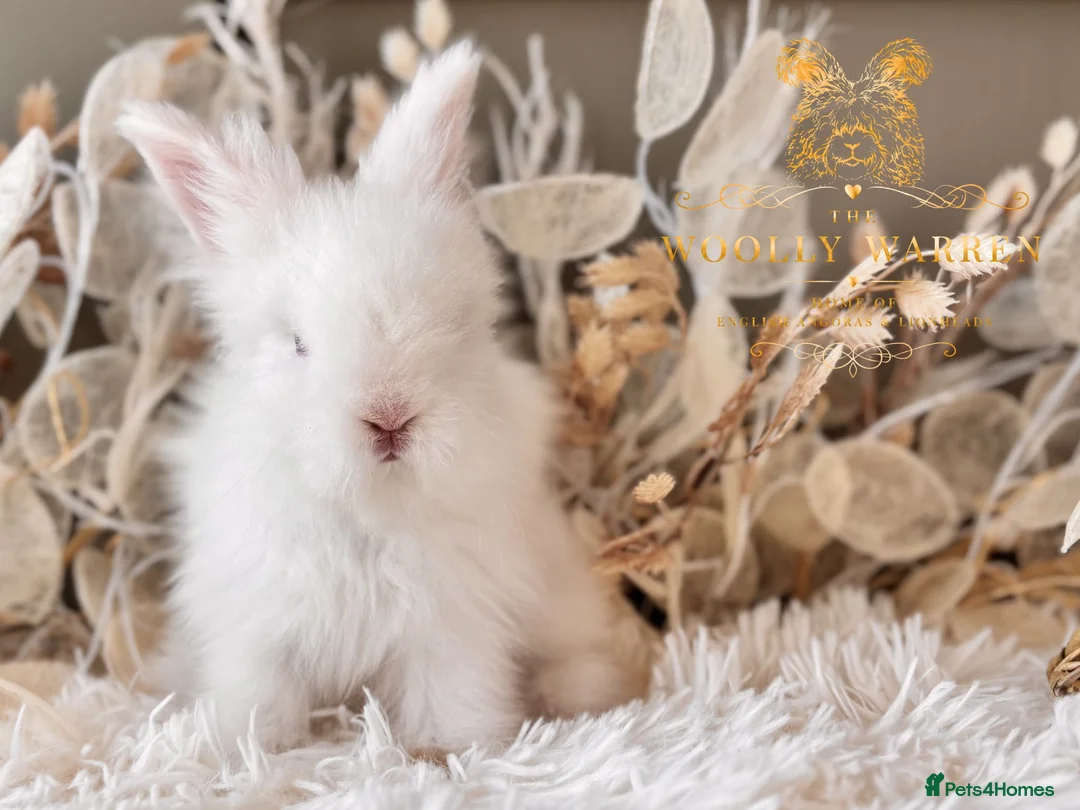 Angora rabbits for sale: BEAUTIFUL LITTER OF ANGORAS - Advert 1