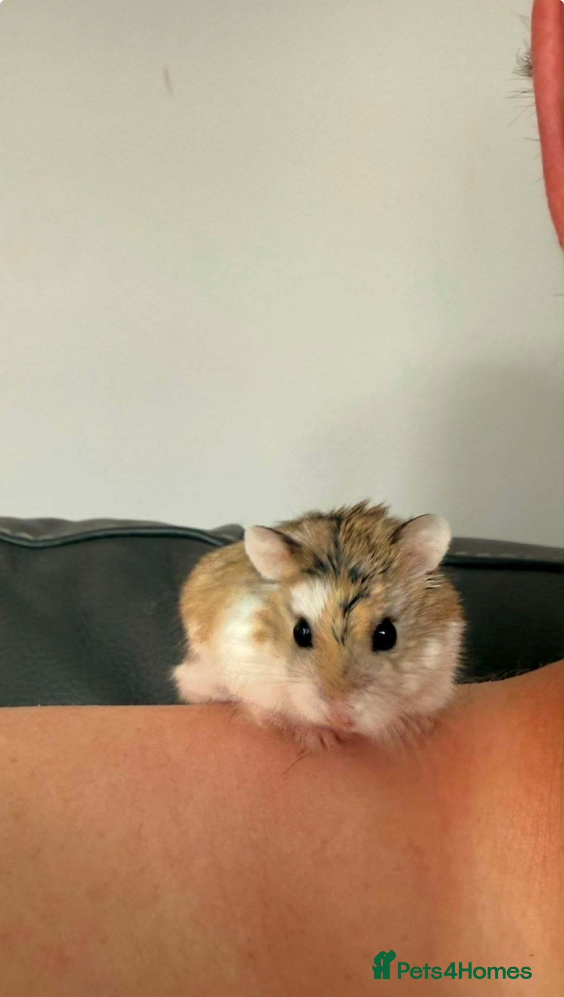 Hamster rodents Roborovski dwarf hamster - Advert 1
