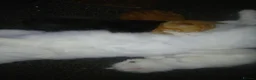 Turkish Angora cats for sale: Angels available soon  - Advert 9