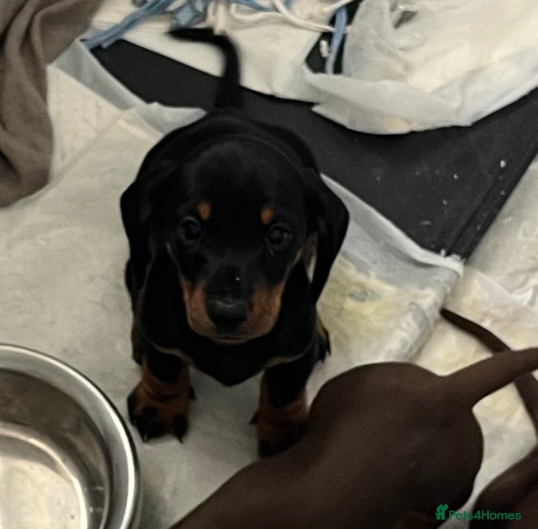 Miniature Dachshund dogs for sale: mini dachshund puppys❗️LAST BOY❗️ - Image 3