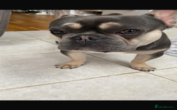 French Bulldog dogs for sale: French bulldog looking for a new home - Image 3