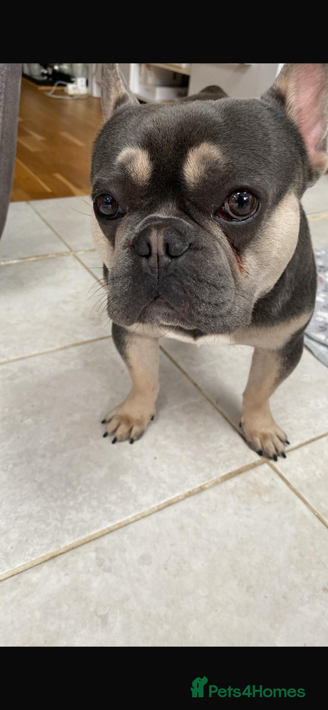 French Bulldog dogs for sale: French bulldog looking for a new home - Image 3