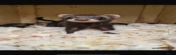 Ferret rodents for sale: Ferret Kits for sale  - Advert 6