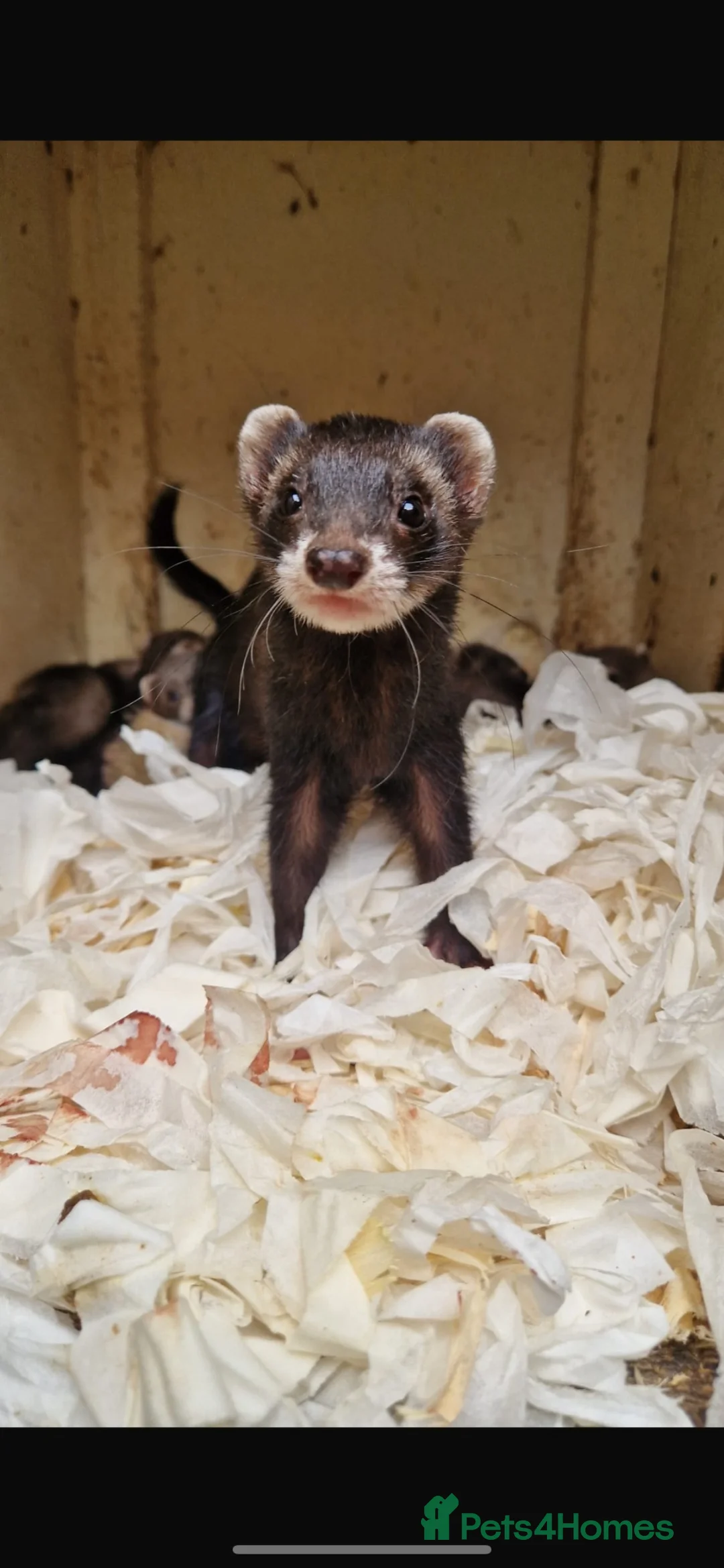 Ferret rodents for sale: Ferret Kits for sale  - Advert 6