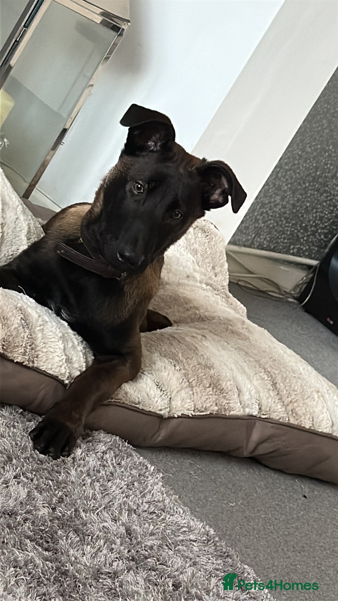 Belgian Shepherd Dog dogs 6 MONTH BELGIAN MALINOS FOR SALE! - Advert 1