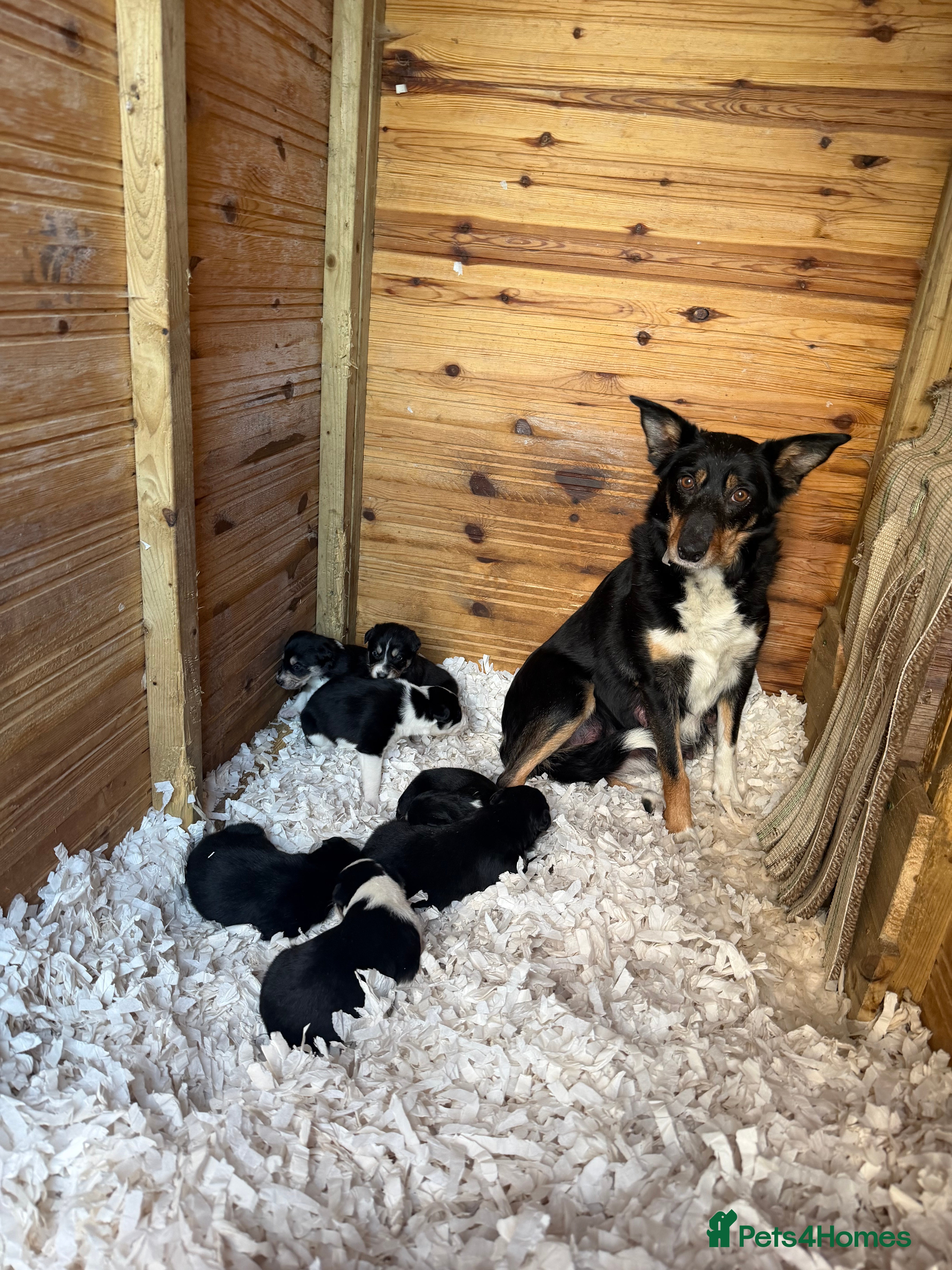 Mixed Breed dogs Collie x Saluki Greyhound  - Advert 14