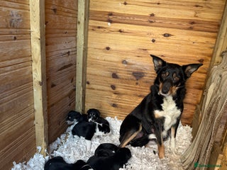 Mixed Breed dogs Collie x Saluki Greyhound - Advert 1