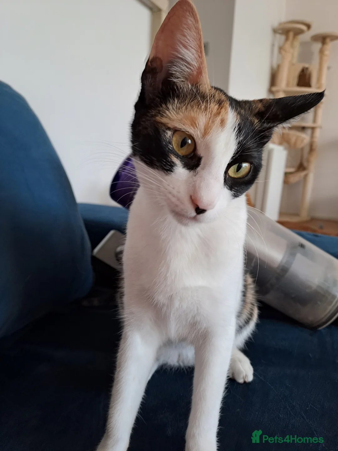 Mixed Breed cats for adoption: Suzie - the sweet and crazy little monkey in London - Advert 2