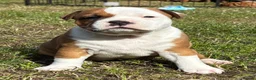 Staffordshire Bull Terrier dogs for stud: 🥨 Crufts Qualified Red SBT Stud 🥨 - Advert 17
