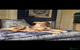 Old Tyme Bulldog dogs for sale: Beautiful merle 8 month old tyme English bulldog  - Image 4