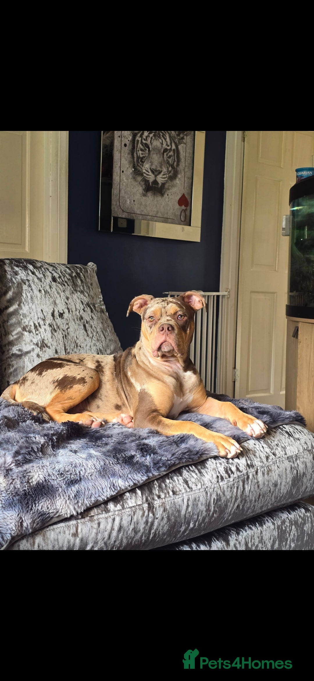 Old Tyme Bulldog dogs for sale: Beautiful merle 8 month old tyme English bulldog  - Image 4