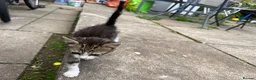 Domestic Shorthair cats for sale: litle kitten in Leicester - Advert 6