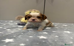 Cavalier King Charles Spaniel dogs for sale: Ready to go 🐶 Cavalier King Charles Spaniels - Image 9