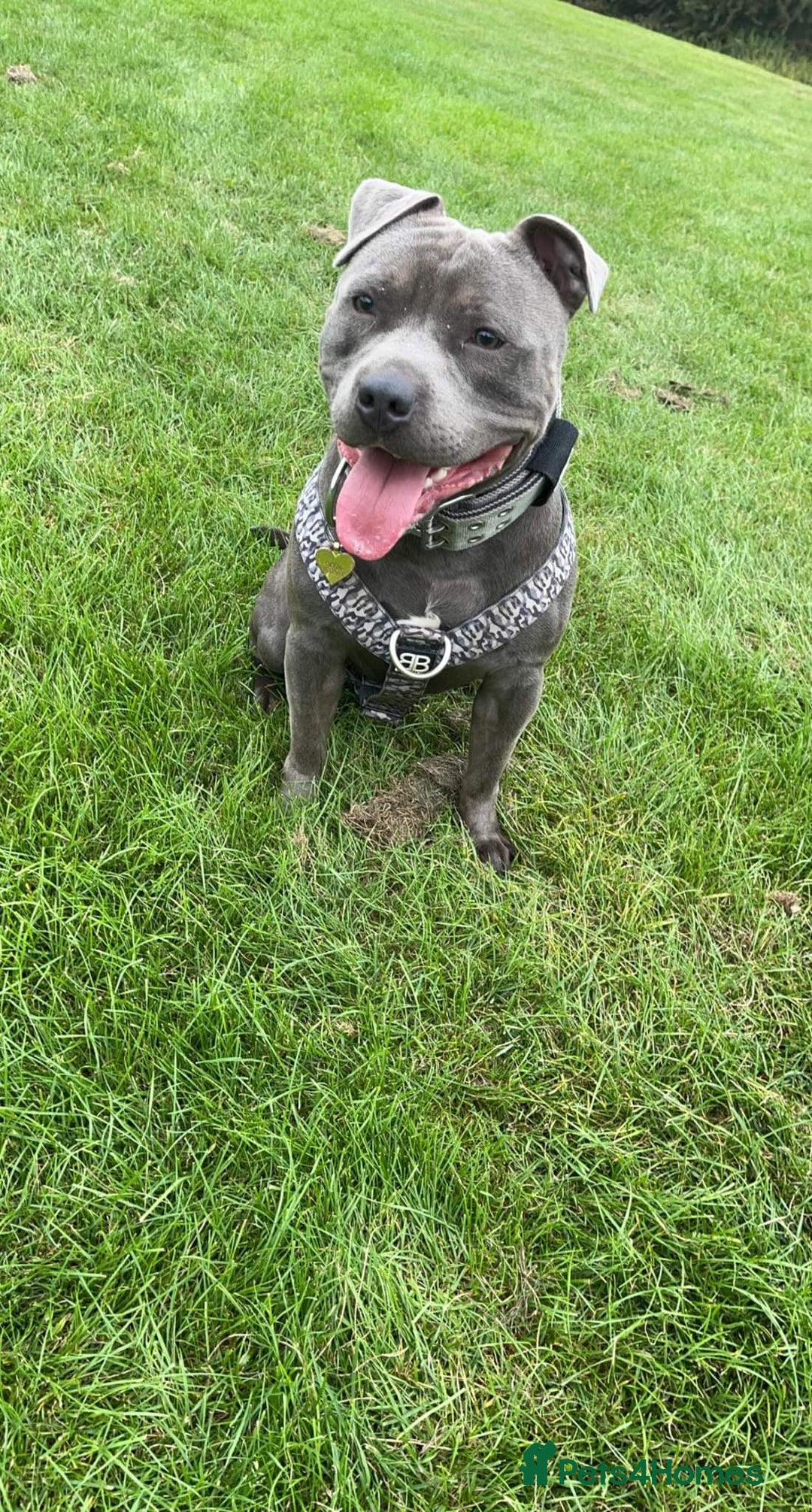 Staffordshire Bull Terrier dogs for stud: Meho stud dog - Advert 16