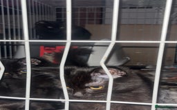 Mixed Breed cats for sale: 2 beautiful maincoone mixed breed kittens s - Image 1