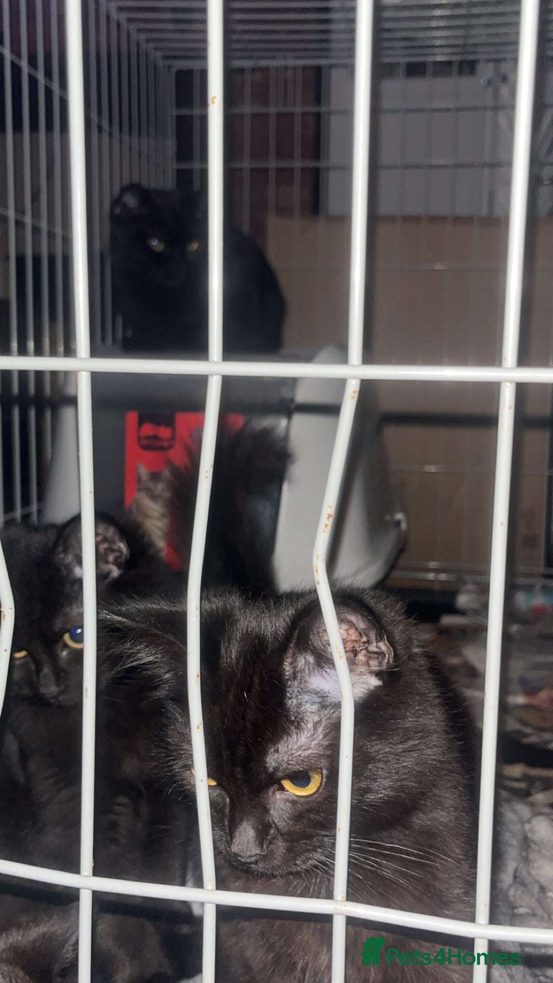 Mixed Breed cats for sale: 2 beautiful maincoone mixed breed kittens s - Image 1