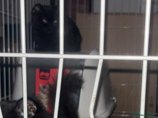 Mixed Breed cats - Advert 2