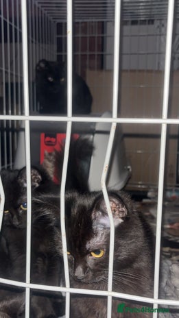 Mixed Breed cats - Advert 14