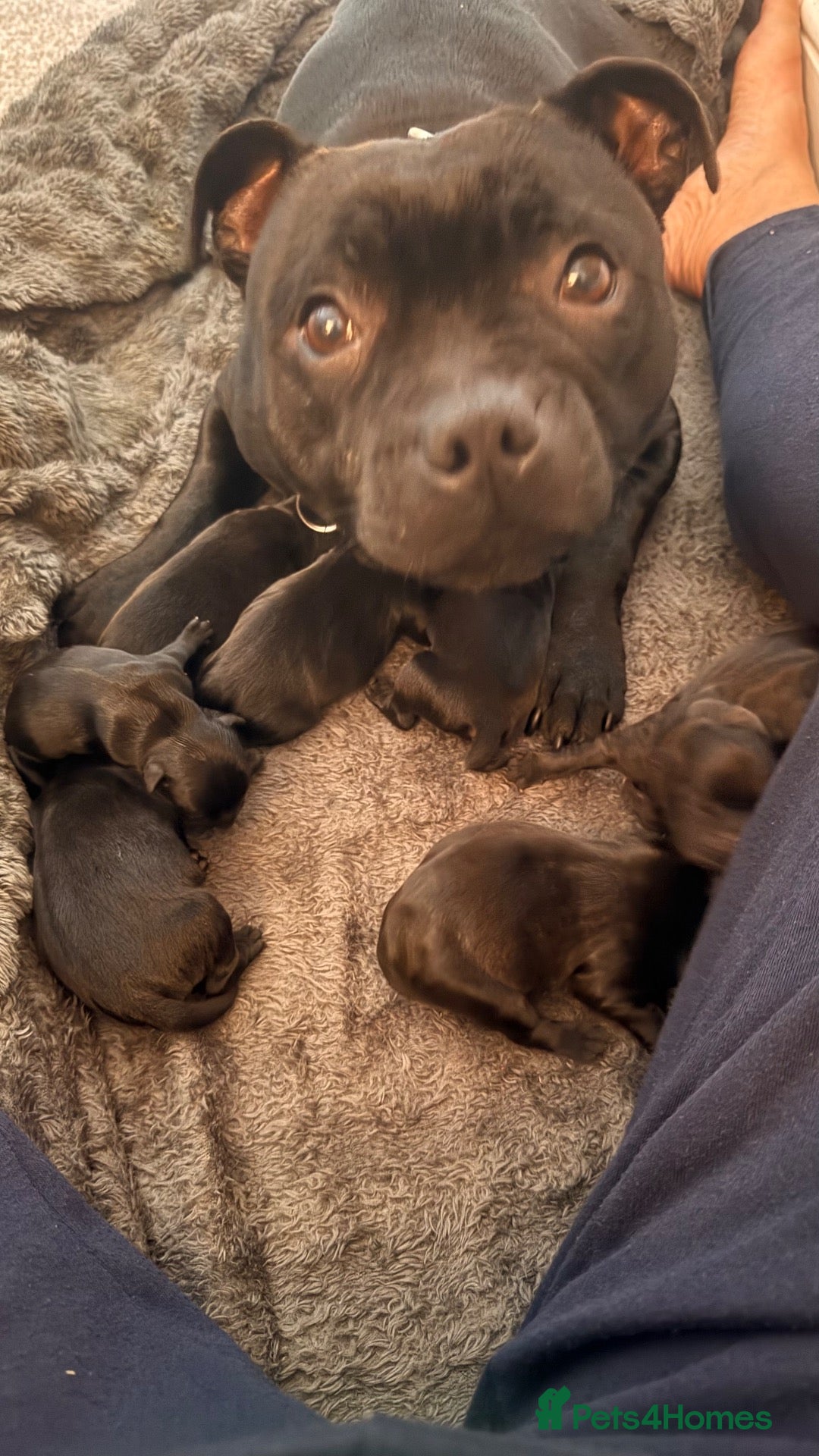 Staffordshire Bull Terrier dogs Beautiful Black Male Staffordshire Puppies av soon - Advert 16