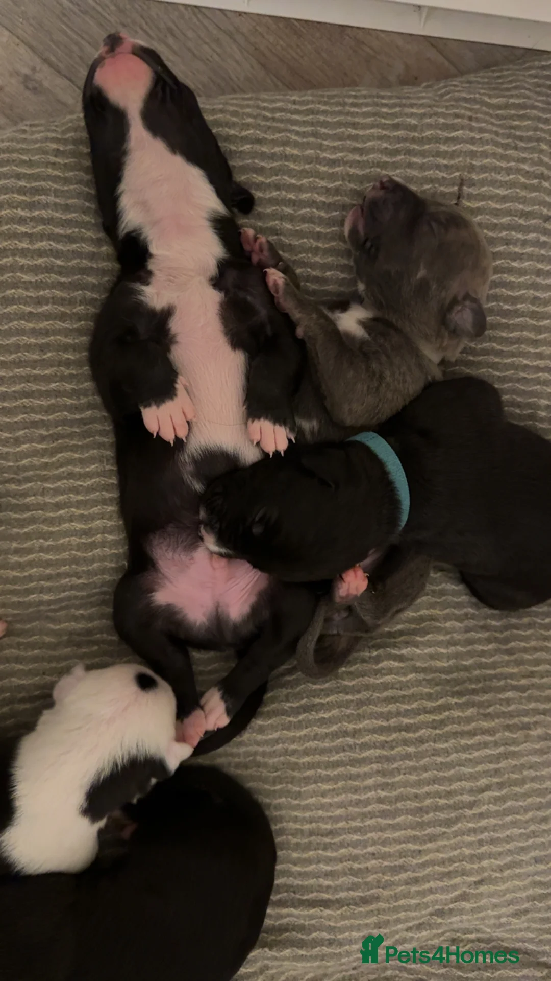 Mixed Breed dogs for sale: 75% Lurcher 25% Cane Corso Puppies - Advert 7