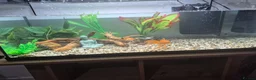 Goldfish fish for sale: 3 goldfish 2 platys 105L tank and decorations  in Guildford - Advert 1