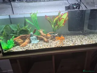 Goldfish fish 3 goldfish 2 platys 105L tank and decorations - Advert 1