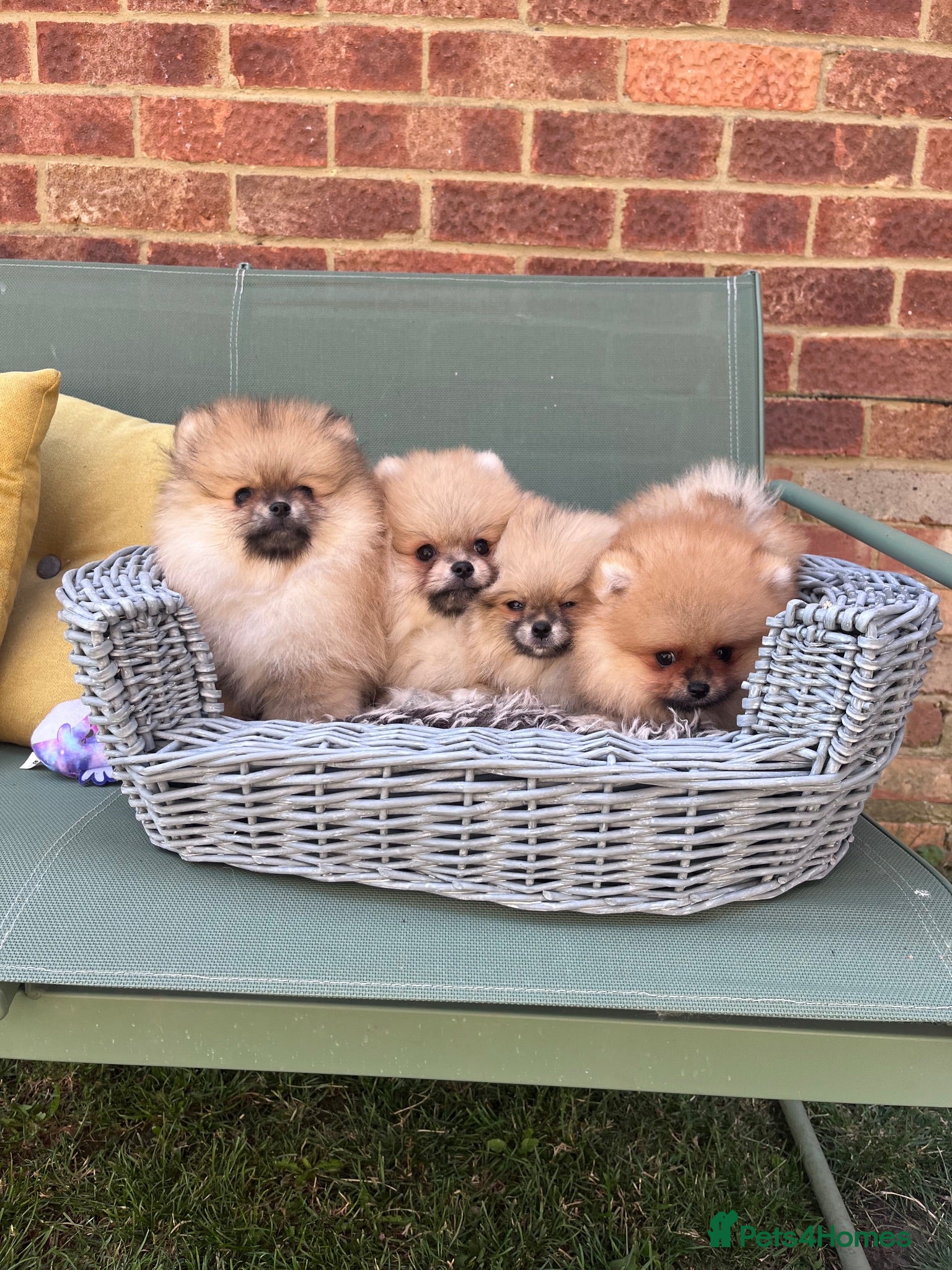 Pomeranian dogs 🔥Teddy🐻Small🏆Quality  - Advert 1