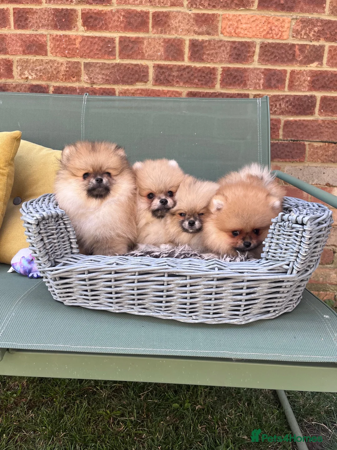 Pomeranian dogs for sale: 🔥Teddy🐻Small🏆Quality  - Advert 1