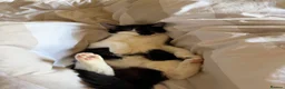 Domestic Shorthair cats for sale: 6 Months Gorgeous Tuxedo Kitten for Sale in Port Talbot - Advert 5