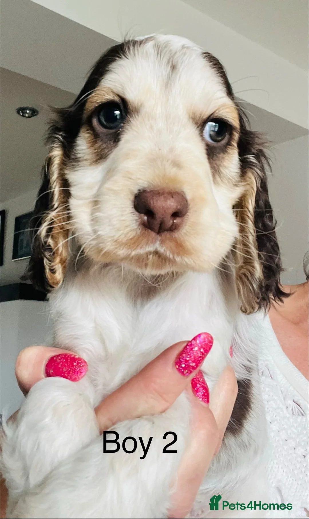 Cocker Spaniel dogs for sale: Show cocker spaniels  - Advert 9
