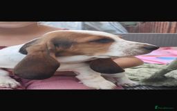 Basset Hound dogs for sale: Bassett Hound Puppies for Sale - Image 9