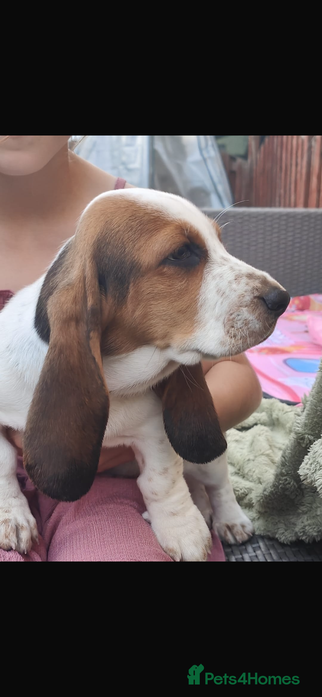 Basset Hound dogs for sale: Bassett Hound Puppies for Sale - Image 9