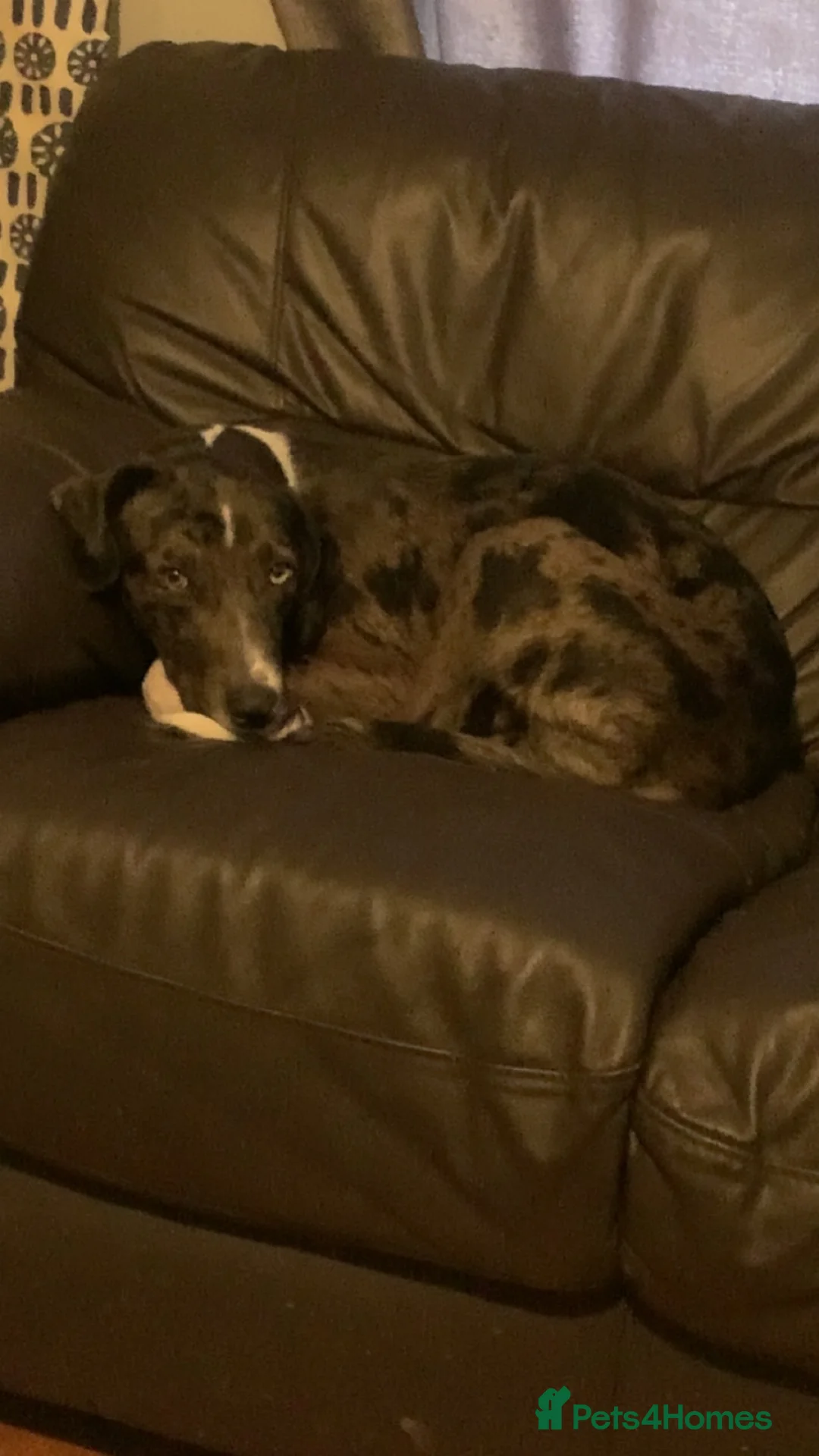 Mixed Breed dogs for sale: Rehoming this beauty - Advert 2