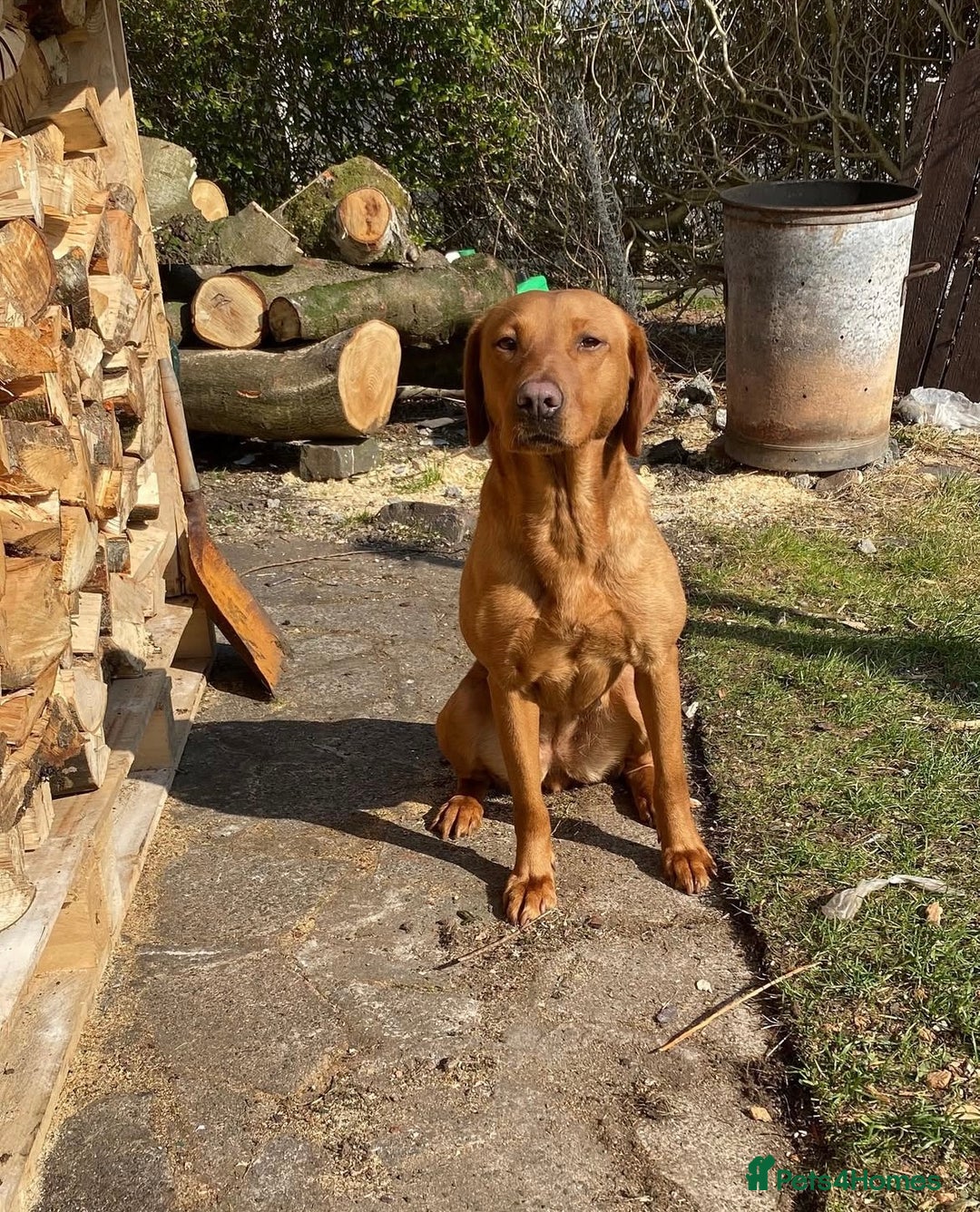 Labrador Retriever dogs for sale: KC Registered MacBruce Fox Red Labrador Puppies  - Image 4