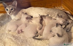 Siamese cats for sale: GCCF Registered Traditional Siamese Kittens.  - Image 27