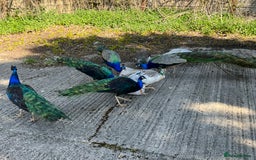 Peafowl poultry for sale: Peacocks, Peahens and Peachicks for sale  - Image 13