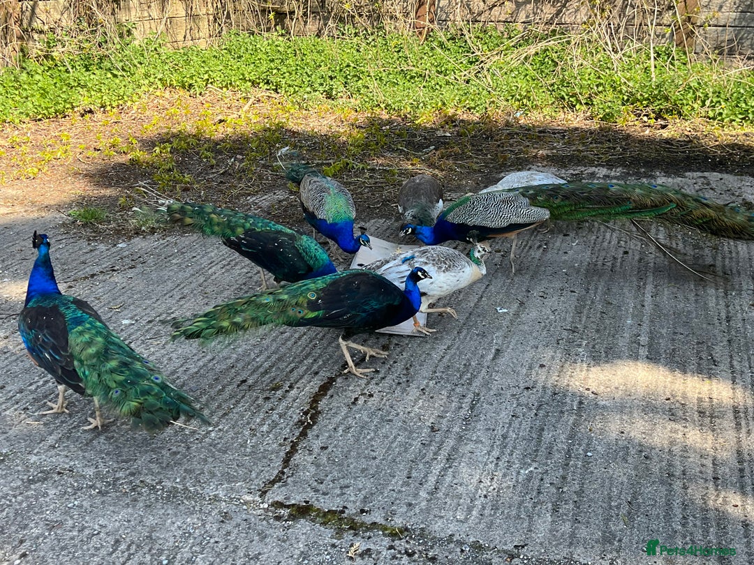 Peafowl poultry for sale: Peacocks, Peahens and Peachicks for sale  - Image 13