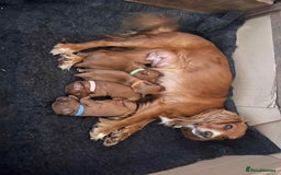Cocker Spaniel dogs for sale: Gorgeous golden pedigree cocker spaniels  - Image 5