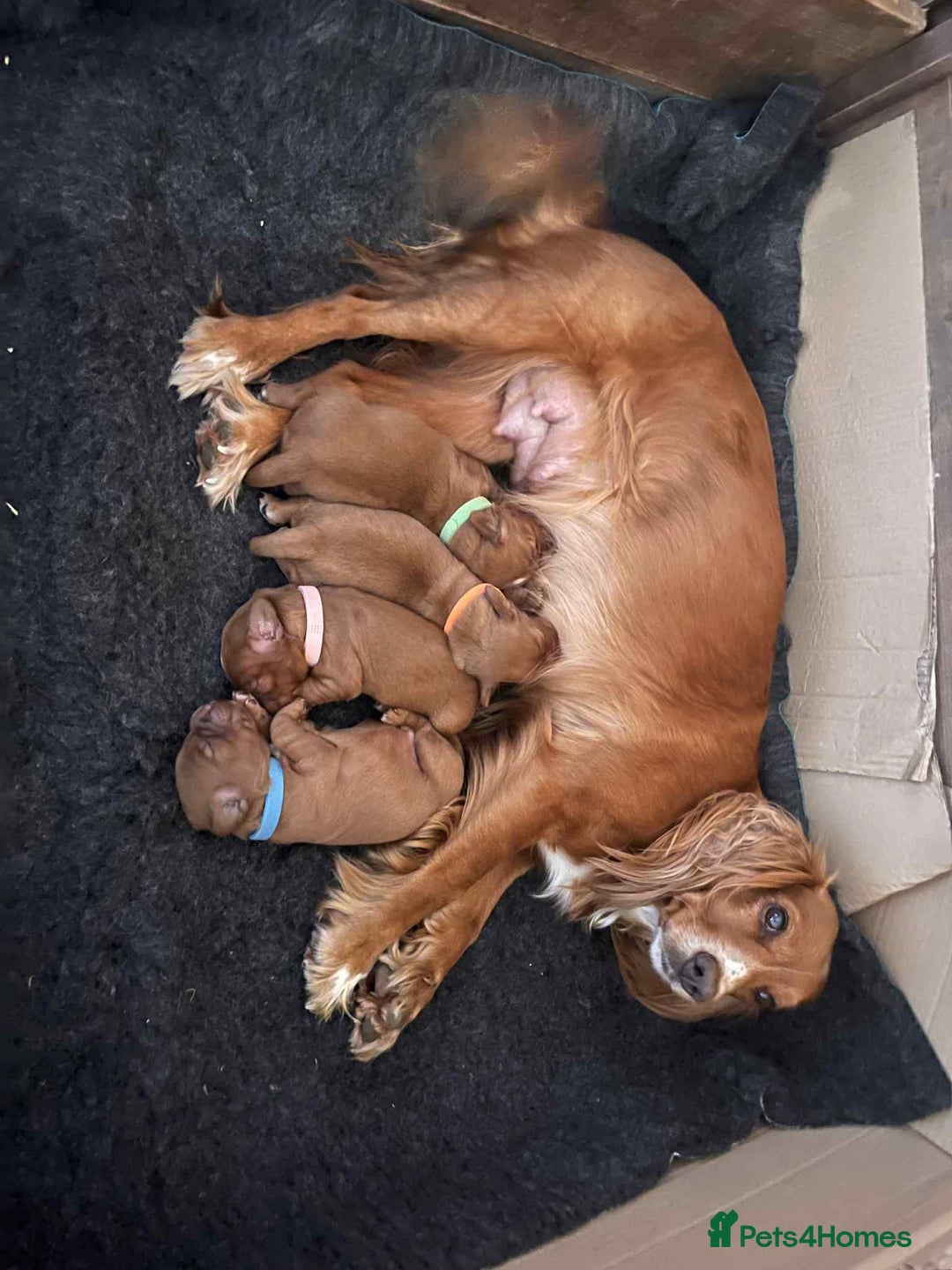 Cocker Spaniel dogs for sale: Gorgeous golden pedigree cocker spaniels  - Image 5
