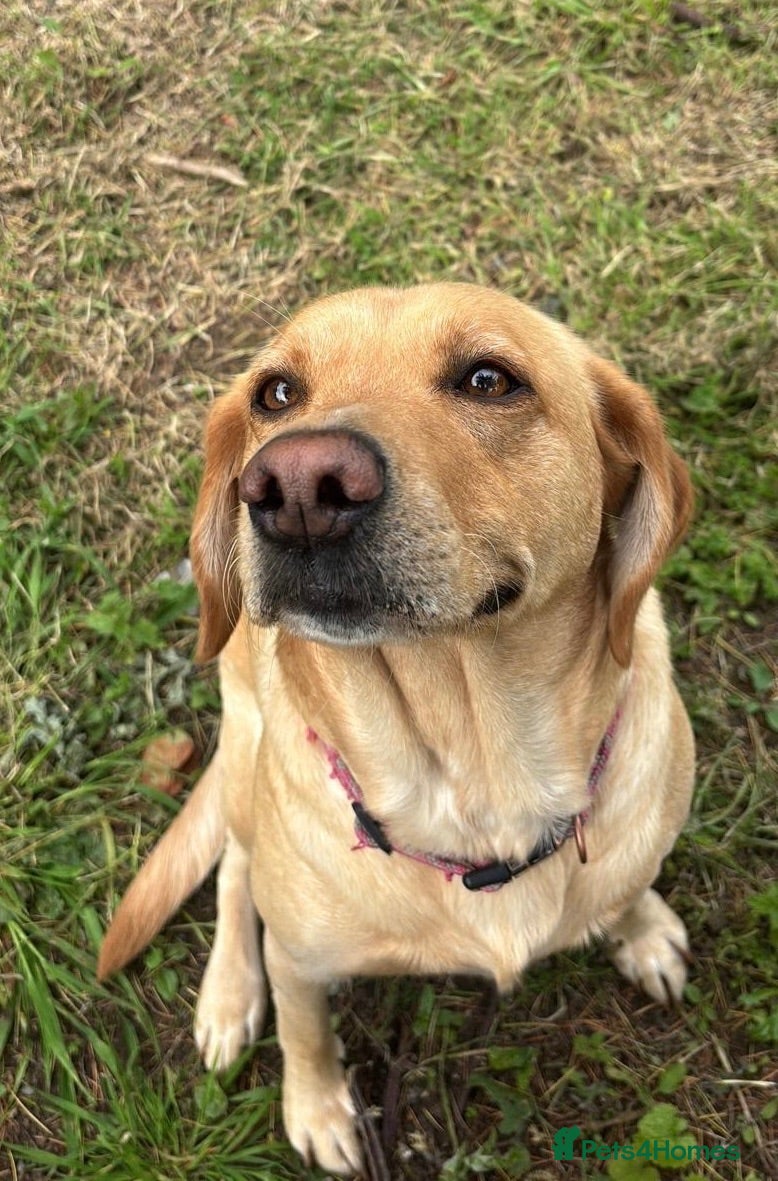 Labrador Retriever dogs STUNNING FAMILY KC RED & YELLOW LABRADORS  - Advert 2