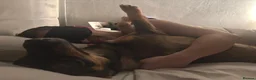 Mixed Breed dogs for adoption: Misty (Shepherd/Hound mix) in Bushey - Advert 21
