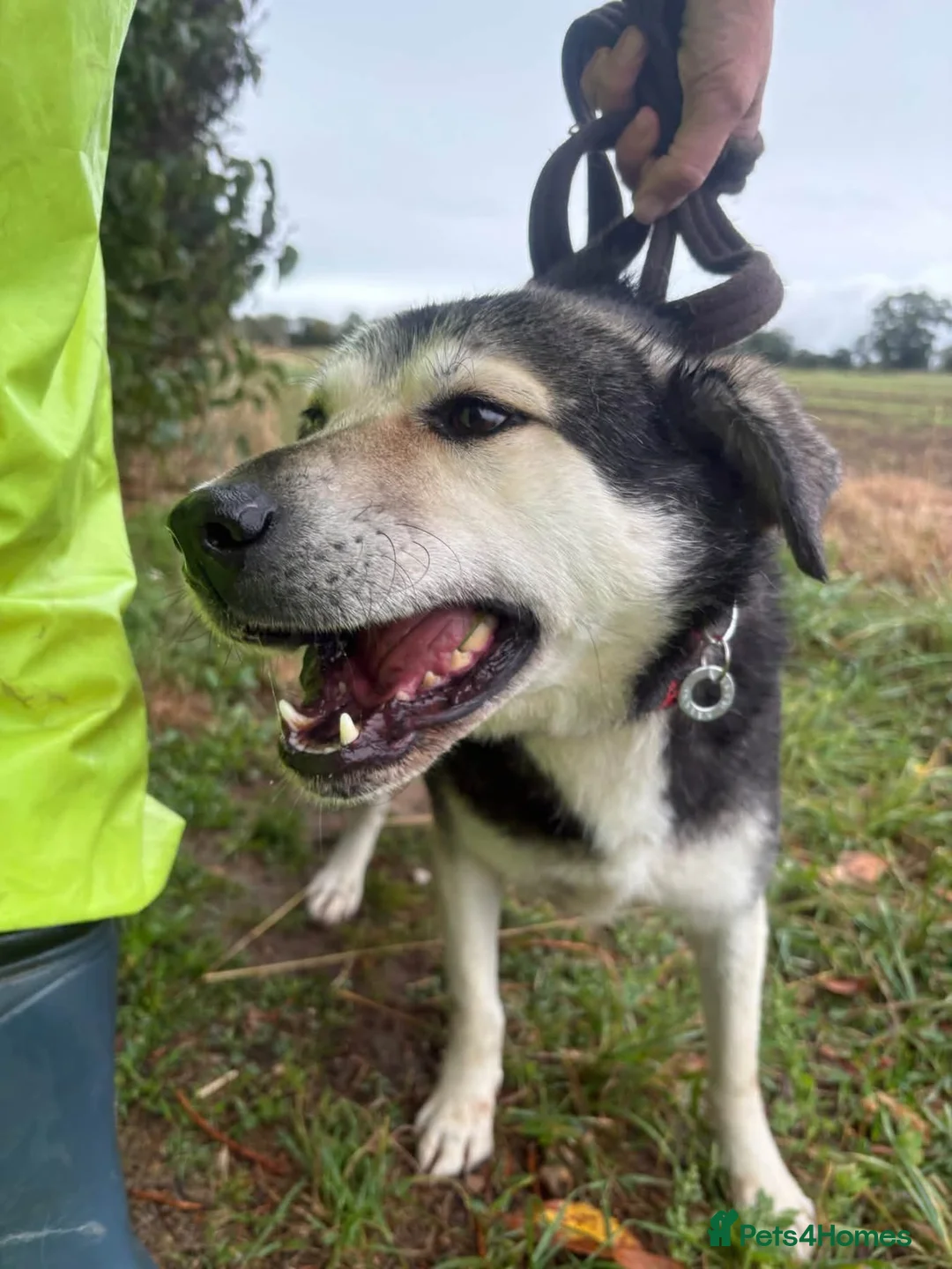 Mixed Breed dogs for adoption: Zori - Norwich Norfolk  - Advert 1