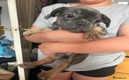French Bulldog dogs for sale: French bull dogs  - Image 4