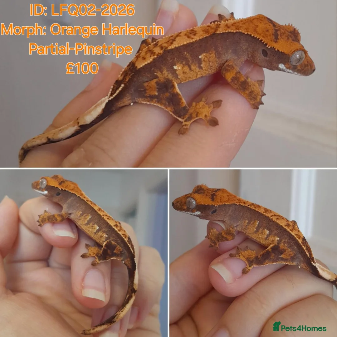 Gecko reptiles for sale: Juvinile Crested Geckos various morphs  - Advert 1