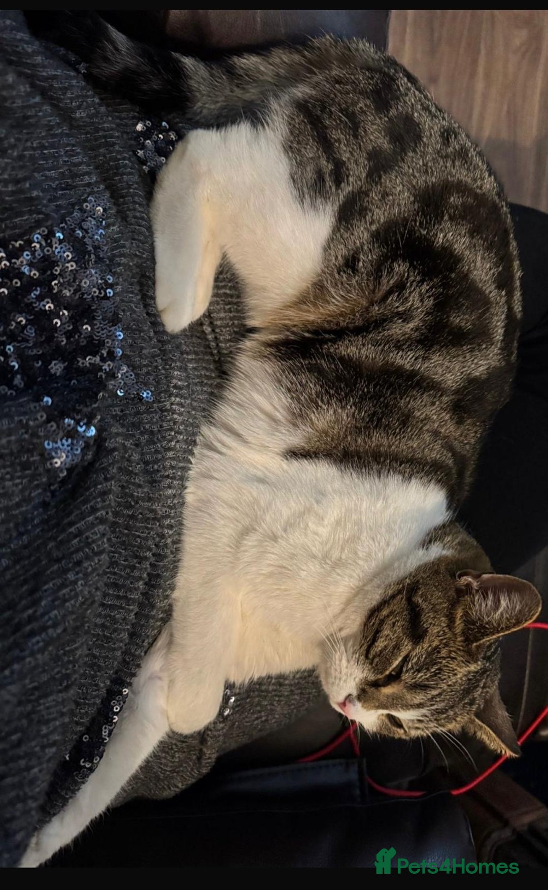 Mixed Breed cats for sale: Maisie the cat looking for loving home  - Advert 4