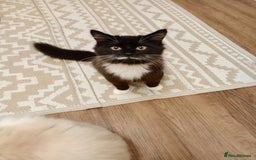 Mixed Breed cats for sale: Black and white tuxedo kitten - Image 1