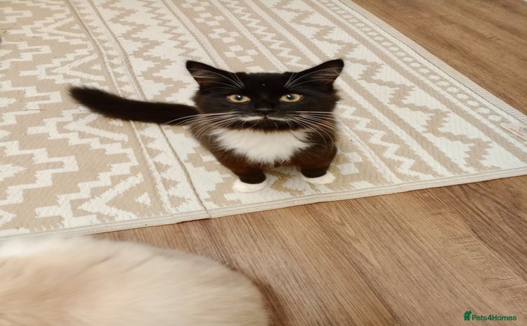 Mixed Breed cats - Advert 2