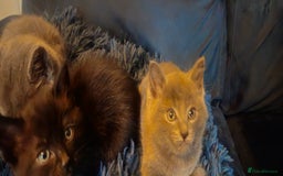 Ragdoll cats for sale: Ragdoll x kittens  - Image 2