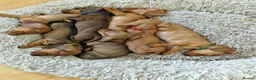 Miniature Dachshund dogs for sale: Stunning litter of Red miniature dachshunds in Brechin - Advert 10